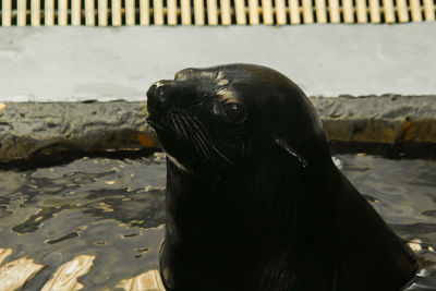 Close-up of sea lion