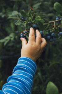 Low section of woman holding fruit on plant