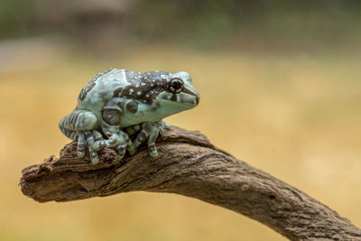 Close-up of frog on branch