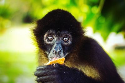 Close-up portrait of a monkey