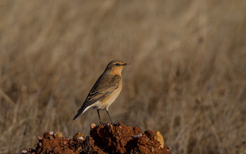 Close-up of bird perching on wood