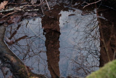 Reflection of bare trees in water