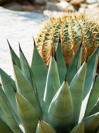 Close-up of plants