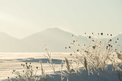 Plants on snow covered land against sky