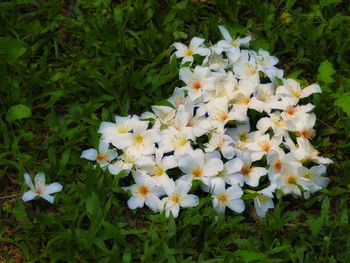 Close-up of white flowers blooming in field