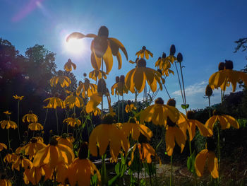 Scenic view of sunflower on field against sky