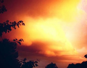 Low angle view of trees at sunset