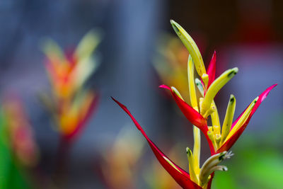 Close-up of red flowering plant