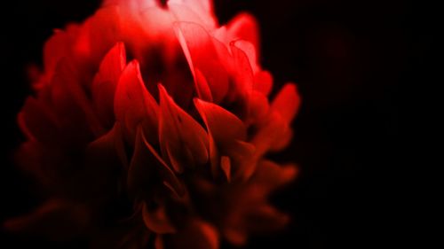 Close-up of red flower blooming against black background