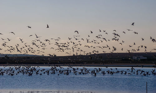 large group of animals