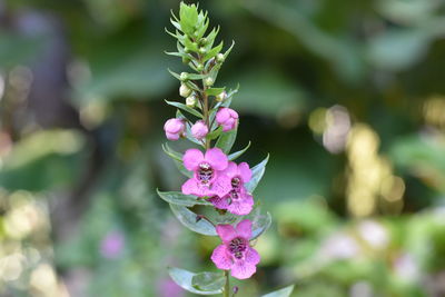 Close-up of pink flowering plant