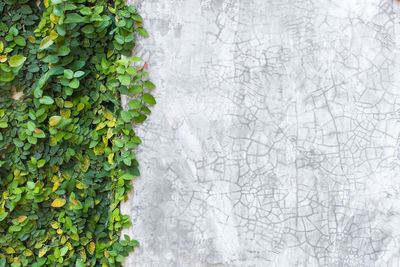 Close-up of ivy on wall