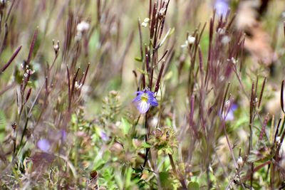 Close-up of purple flowering plants on field