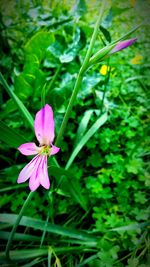 Close-up of pink flowers