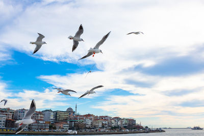 Low angle view of seagulls flying in city against sky