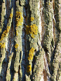 Full frame shot of tree trunk