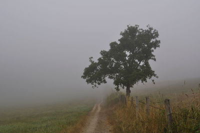 Tree on field against sky during foggy weather