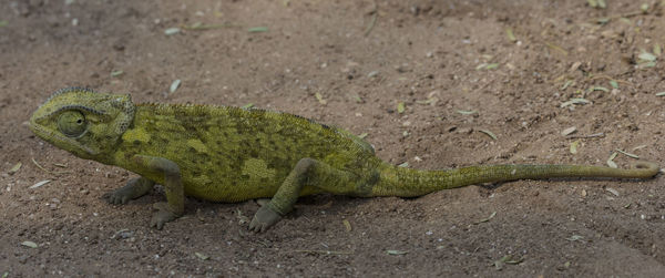 Flap-necked chameleon in damaraland, a region of namibia