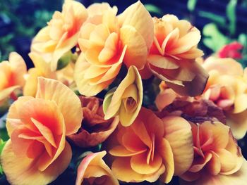 Close-up of yellow flowering plants