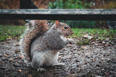 Close-up of squirrel on land