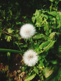 Close-up of white dandelion flower