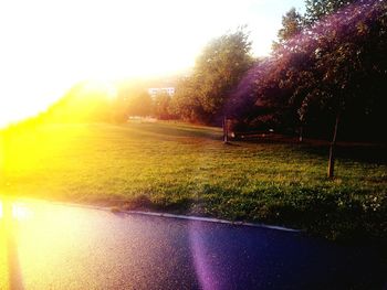 Sun shining through trees on field