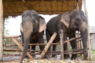 View of elephant in forest