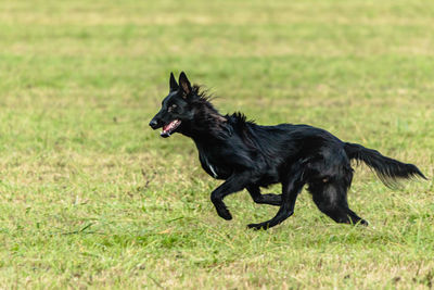 Black dog running and chasing coursing lure on green field