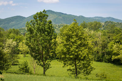 Scenic view of trees growing in forest against sky