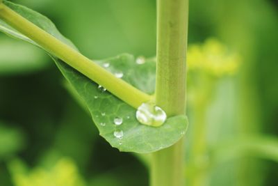 Close-up of wet insect on plant