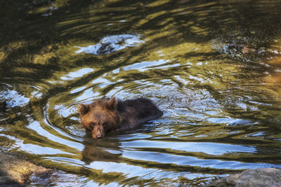 High angle view of bear in lake