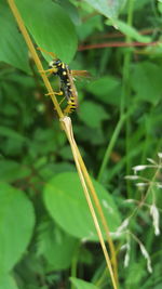 Close-up of damselfly on plant