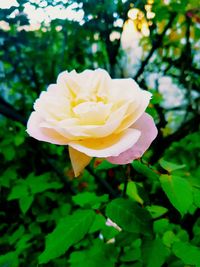 Close-up of yellow rose blooming outdoors