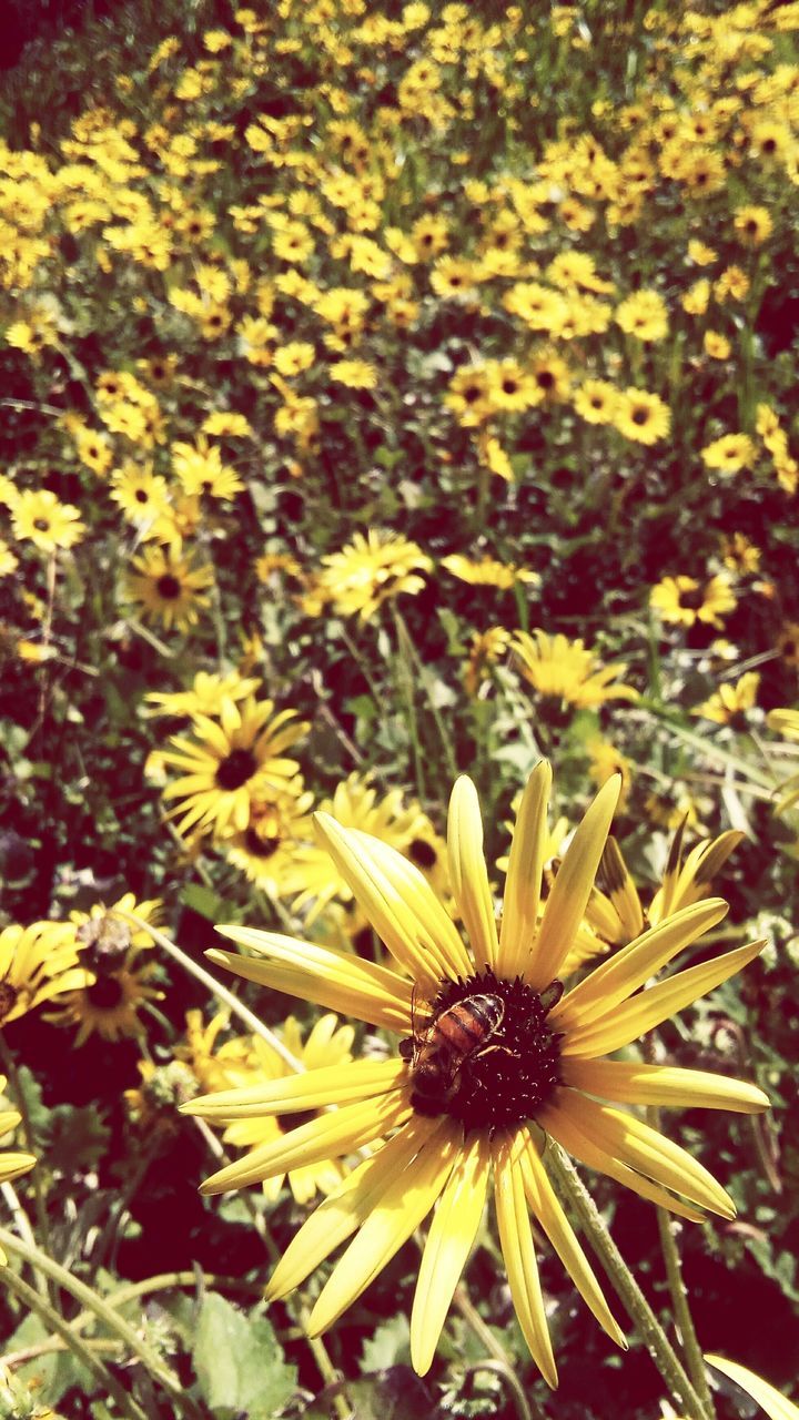 FULL FRAME OF YELLOW DANDELION FLOWERS