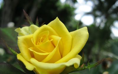 Close-up of yellow flower blooming outdoors