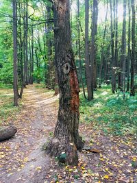 Trees in forest