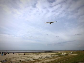 Birds flying over beach