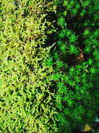 Full frame shot of plants growing on field