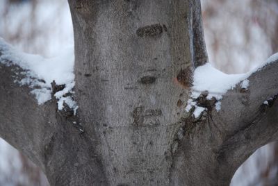 Close-up of sheep on tree trunk during winter