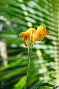 Close-up of yellow flowers