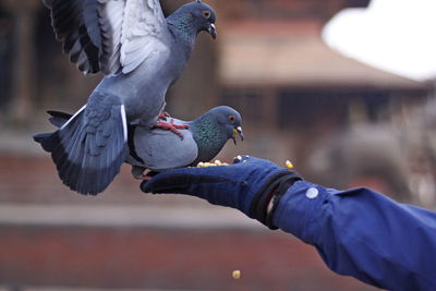 Midsection of person feeding bird