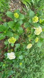 Close-up of plants