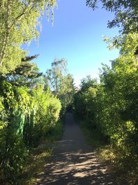 Scenic view of forest against clear sky