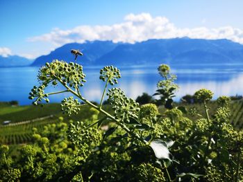 Scenic view of flowering plants against sky