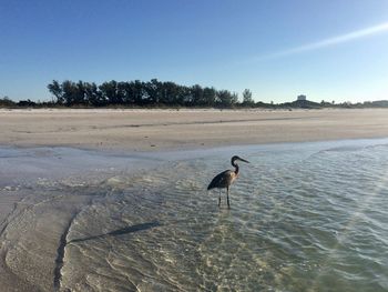 View of a bird on beach