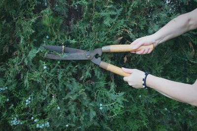 Cropped hands of woman cutting plants