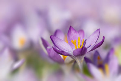 Close-up of purple crocus