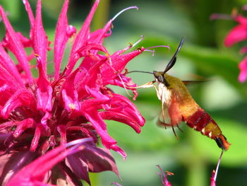 Close-up of butterfly pollinating on flower