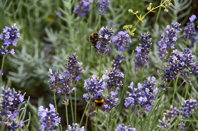 Close-up of bee pollinating on purple flowering plants