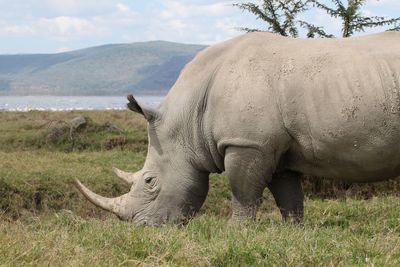 Rhinoceros grazing on grassy field